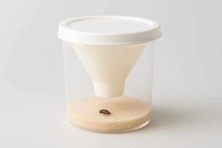 Tobacco beetle trap with a beetle inside a clear container